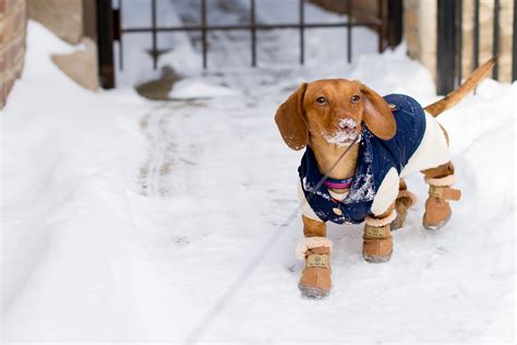 winter boots for dachshunds